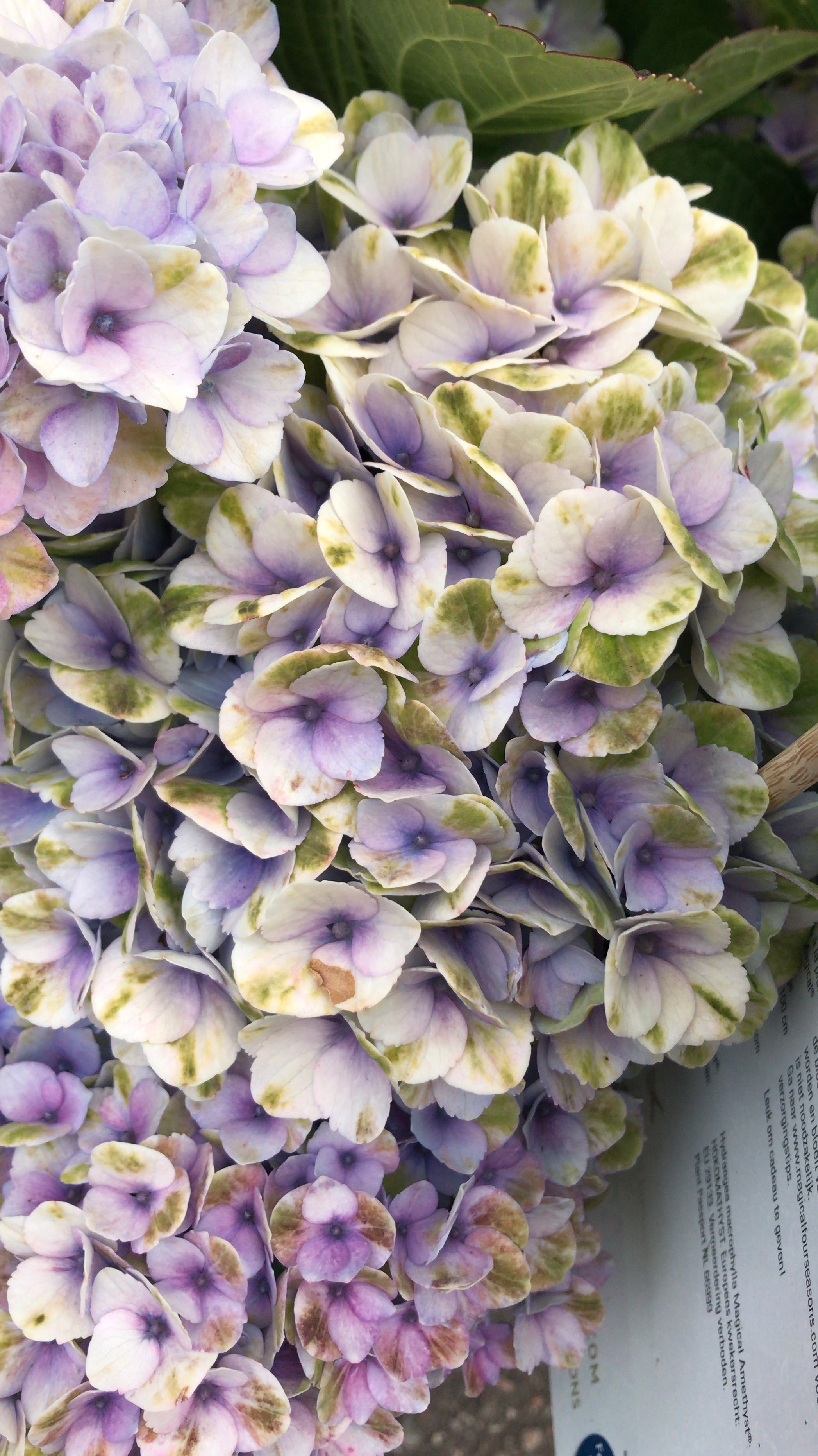 Гортензия Макрофила фиолетово-белая (Hydrangea macrophylla)