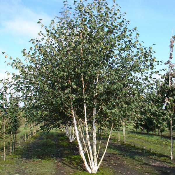 Береза полезная Доренбос (Betula utilis 'Doorenbos'), С10, выс: 200-250 см