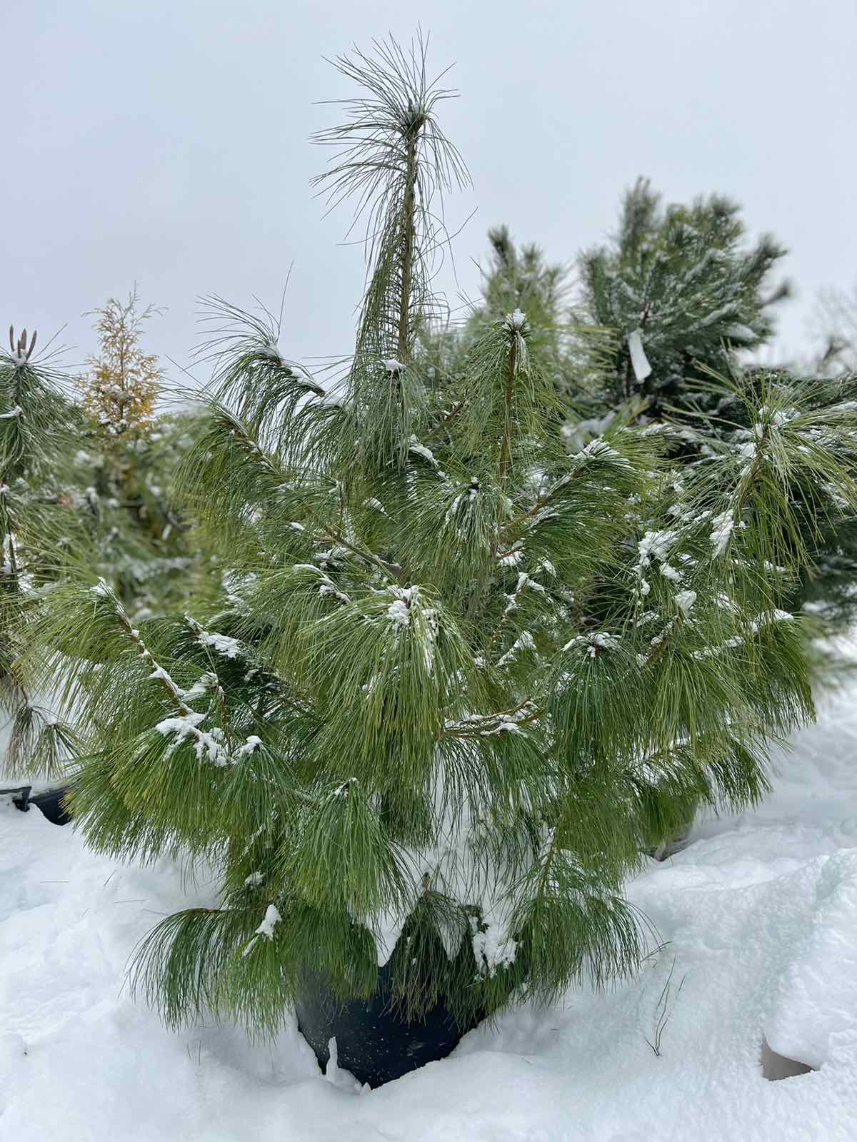 Сосна Жеффрея (Pinus jeffreyi), С50, выс:130-150см