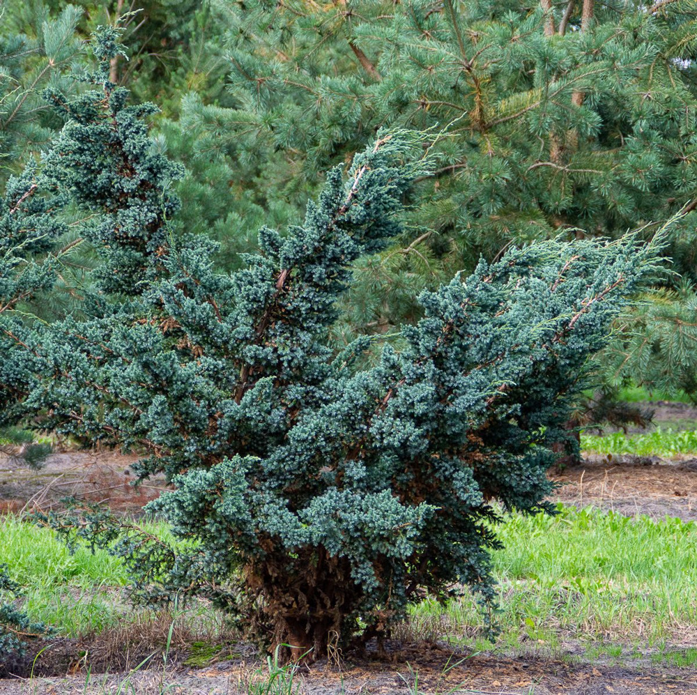 Можжевельник чешуйчатый  Мейери  (Juniperus  squamata  ‘Meyeri’)