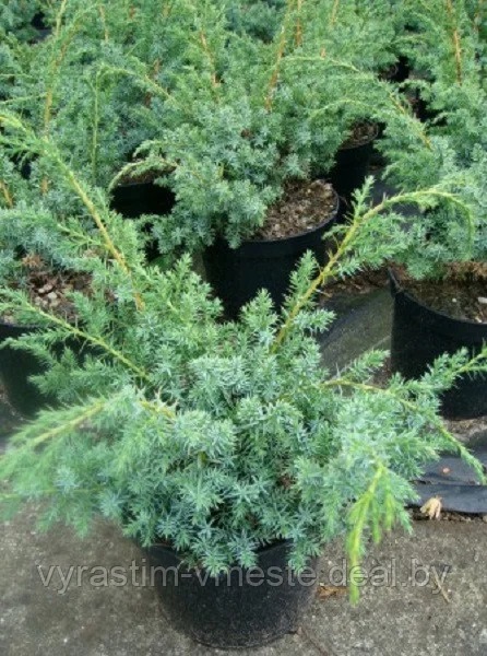 Можжевельник китайский  Блю Альпс (Juniperus chinensis  'Blue Alps’) С3 В110-120 см