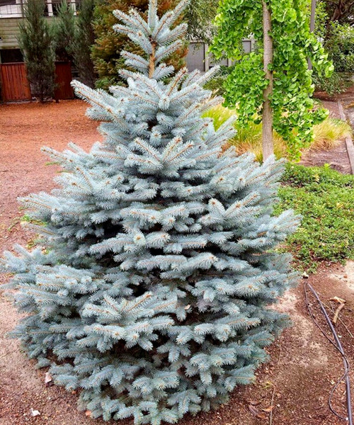 Ель колючая голубая Роял Блю (Picea pungens 'Royal blue'), С35, выс:190 см 
