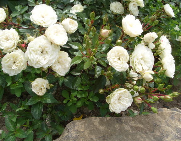 Роза бордюрная, С3