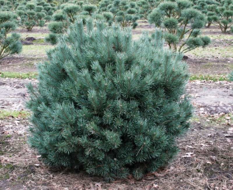 Сосна сильвестрис Ватерери (Pinus sylvestris &lsquo;Watereri&rsquo;), С10, выс:120-130см
