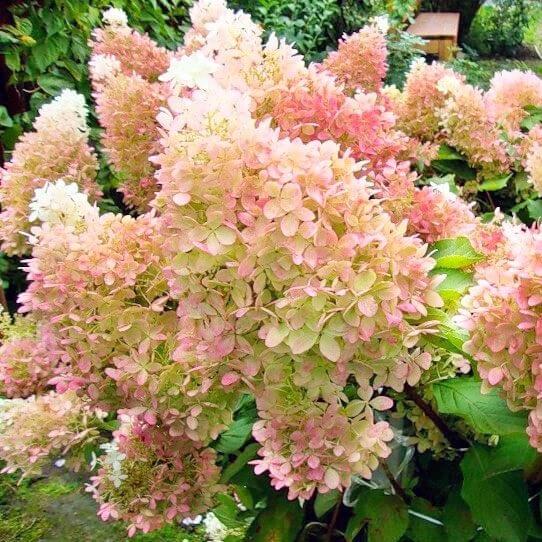 Гортензия метельчатая Диамантино, С2, выс: 60-70 см