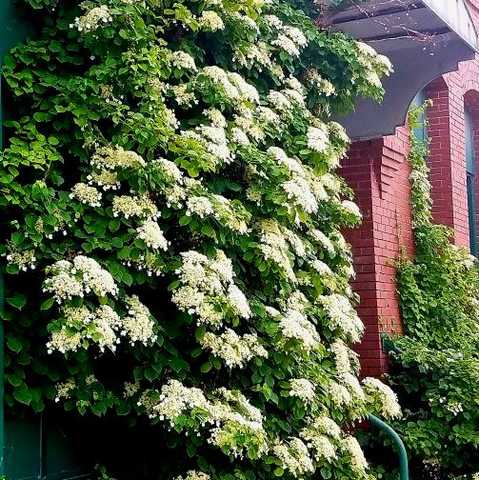 Гортензия плетистая черешковая (Hydrangea petiolaris), С3