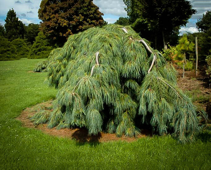 Сосна веймутова Пендула (Pinus strobus Pendula) С5, выс. 90 см