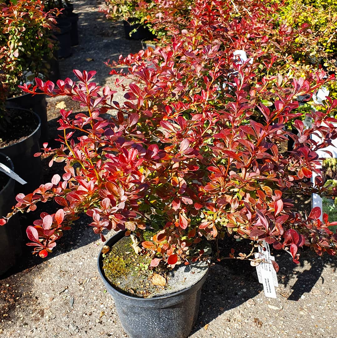 Барбарис Атропурпуреа Нана (Berberis Thunbergii Atropurpurea Nana), С2, выс: 10-20 см