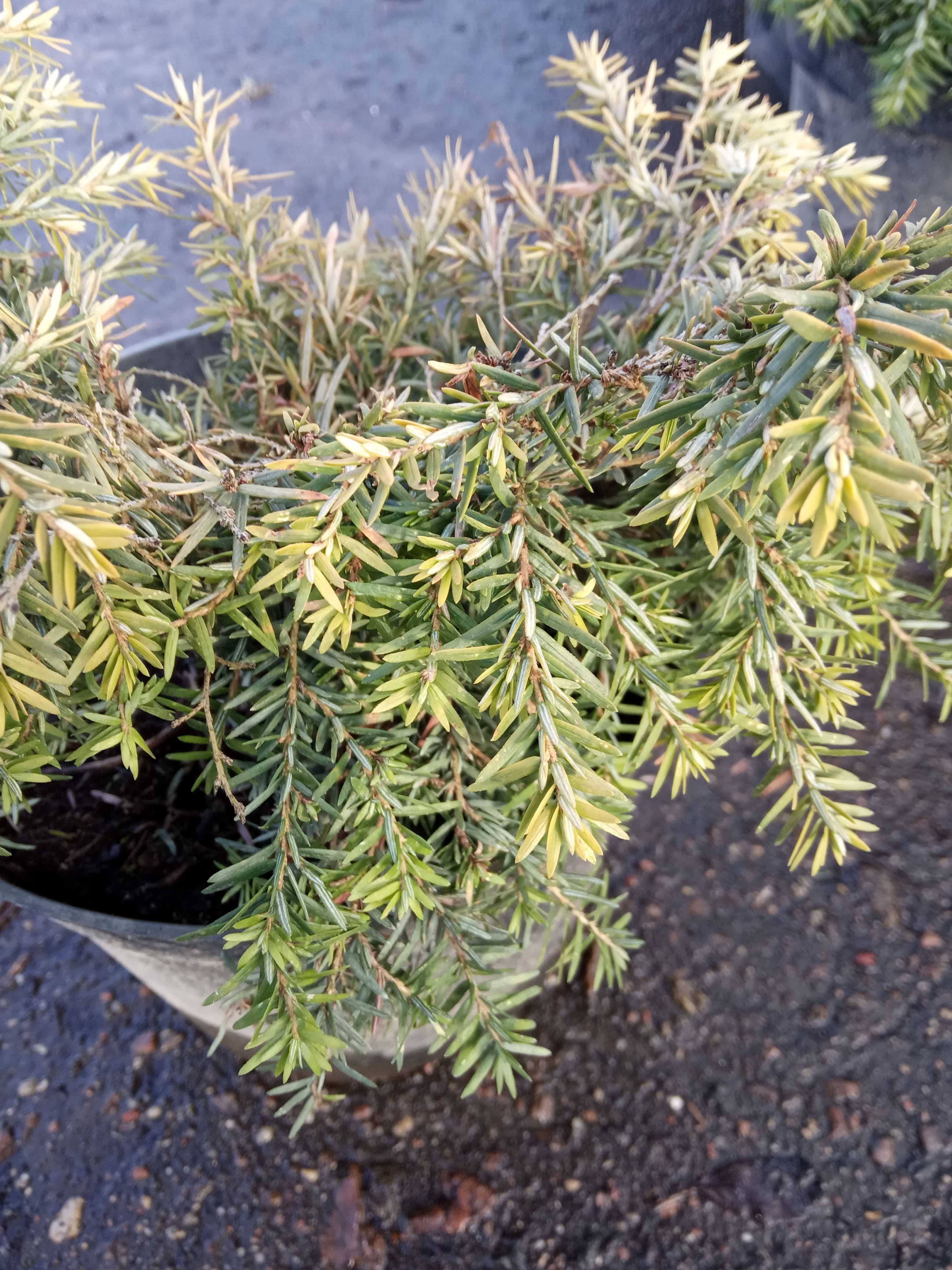 Тсуга канадская Нана Tsuga canadensis Nana