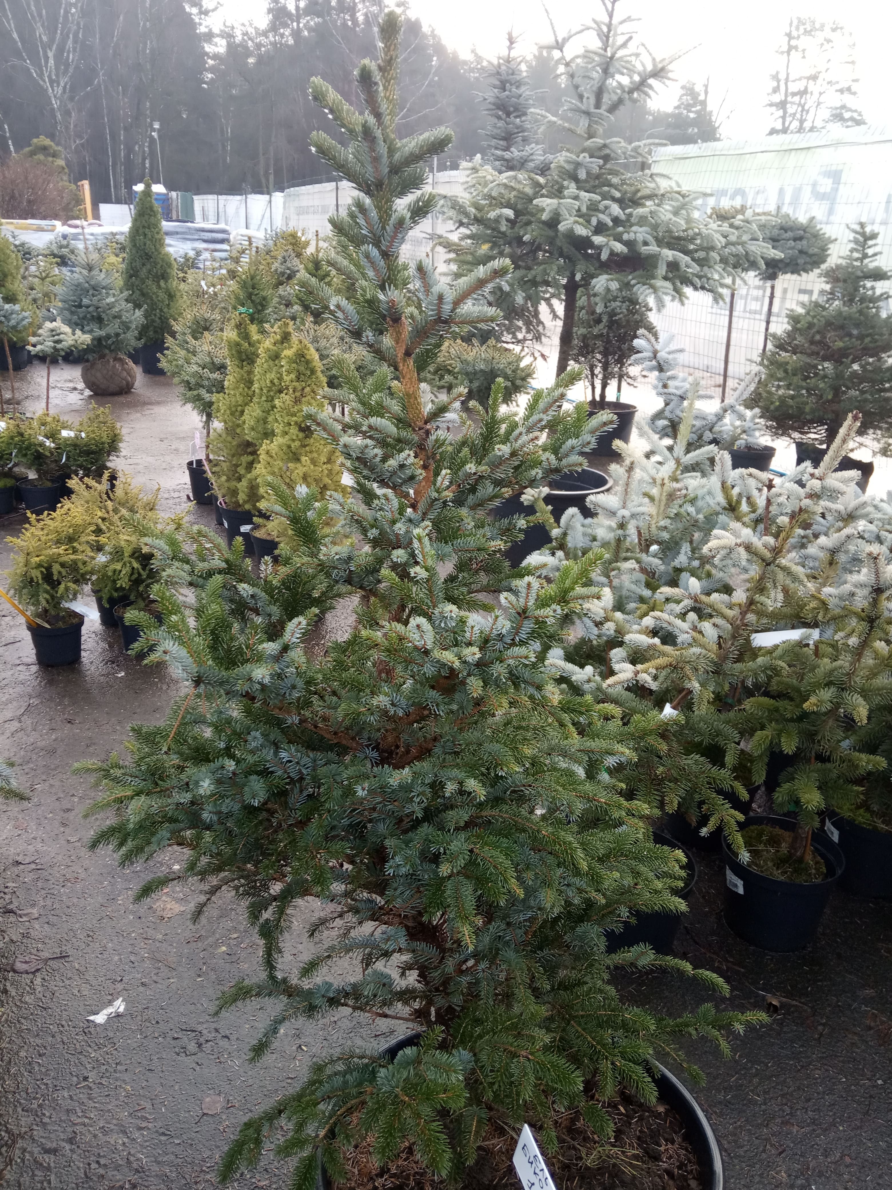 Ель обыкновенная Биколор Picea abies Bicolor