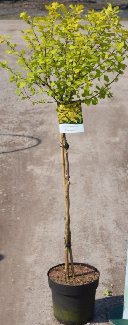 Пузыреплодник калинолистный Лютеус (Physocarpus opulifolius 'Luteus') ШТАМБ, С10, выс: 110-160 см