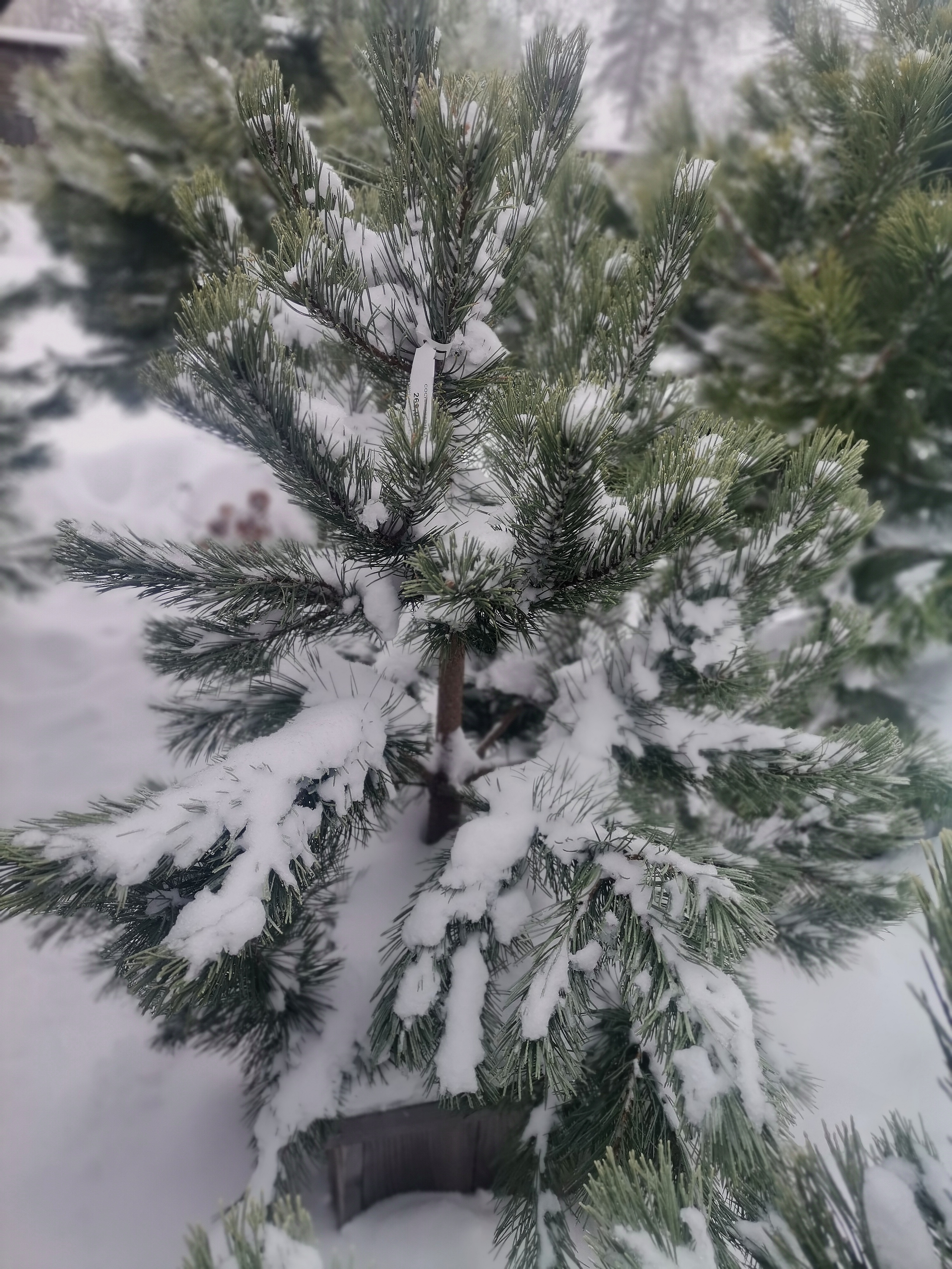 Сосна унцината / унчината крючковатая (Pinus uncinata) С35 выс.145см.