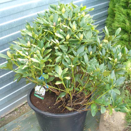 Рододендрон в ассортименте, С15