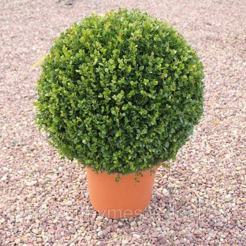 Самшит вечнозеленый (Búxus sempervírens) С10  d=0,35-0,40 см, стриженная форма - шар