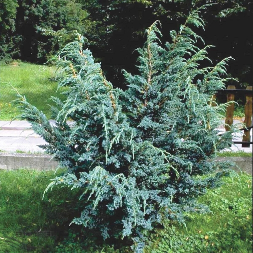 Можжевельник китайский  Блю Альпс (Juniperus chinensis  'Blue Alps’) С3 В.20-50 см