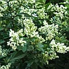 Бирючина обыкновенная (Ligustrum vulgare)) С3 выс. 20-30см