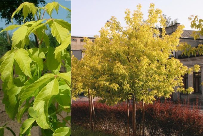 Клен ясенелистный Ауратум (Acer negundo `Auratum) С10